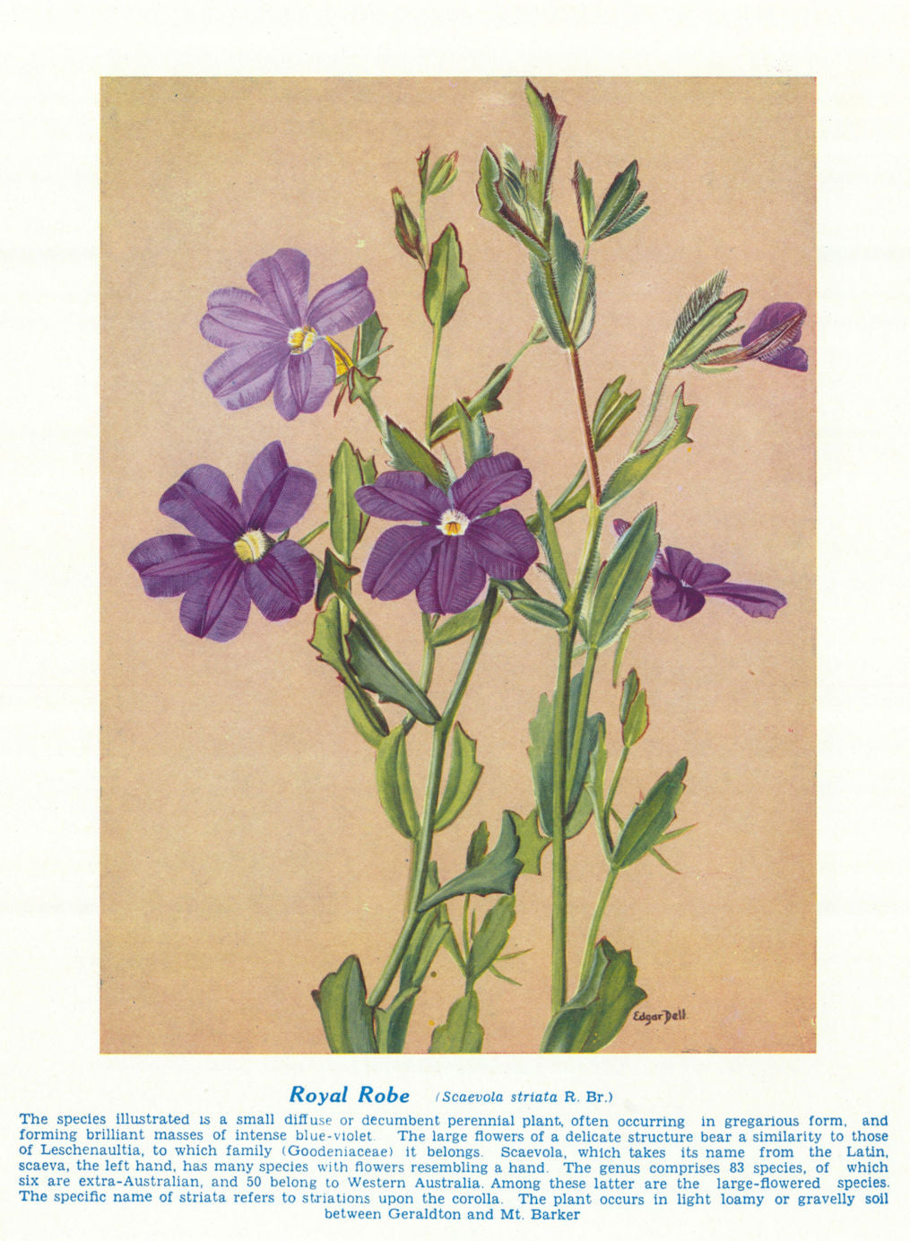 Royal Robe (Scaevola striata). West Australian Wild Flowers 1950 old print